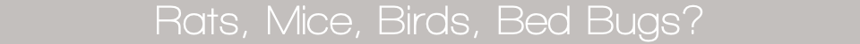 Rats, Mice, Birds, Bed Bugs?